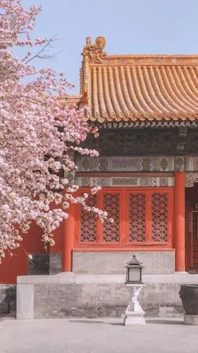 故宫樱花风景手机壁纸图片