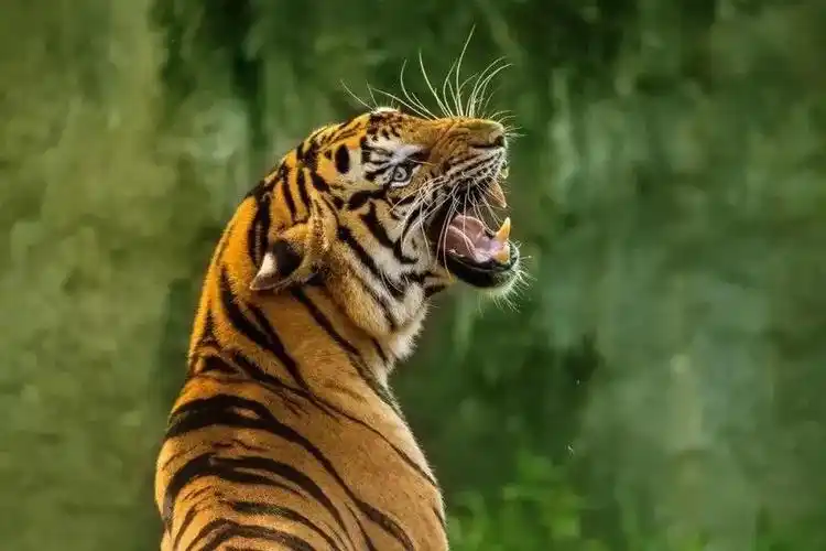 陆地上的王者东北虎,一掌拍碎车窗,它的强大并不是人类首次体验