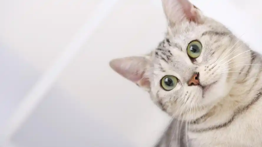 高清可爱小猫咪壁纸35 - 1920x1080