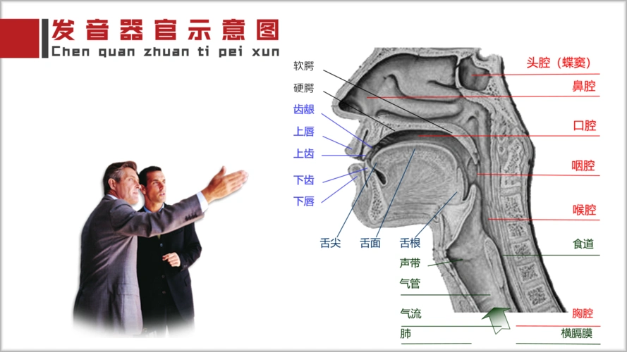 如何训练共鸣器官让你的声音更加悦耳动听