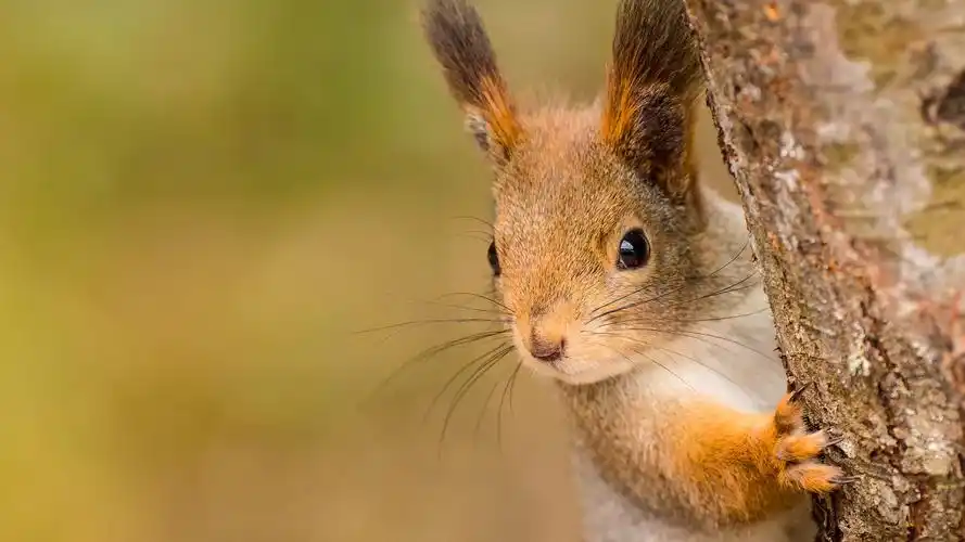 森林 树 可爱松鼠小脸儿桌面壁纸高清大图预览1920x1080_动物壁纸下载