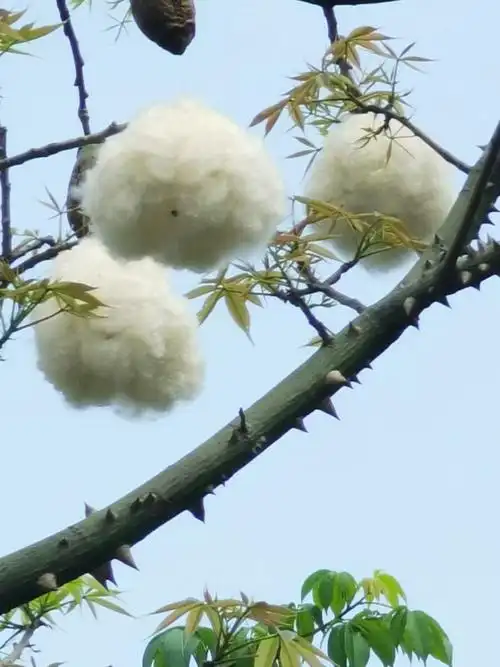 南方的棉花有了梦想就上了树站在高高的异木棉树下脖子直了棉朵也快
