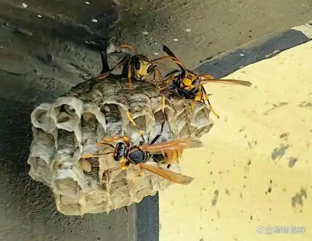 马蜂窝又称露蜂房蜂巢有2大作用农民朋友要了解