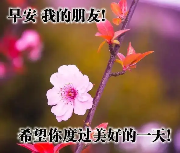 原创唯美早安问候语动画2021最新创意早上好表情图片合集