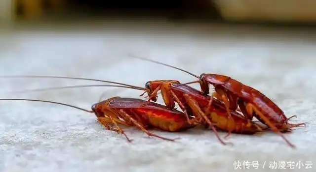 蟑螂最怕的天敌,倒2滴油,蟑螂就会全部消失,家里从此干干净净