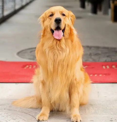 黄金猎犬金毛的美容步骤和清洁要点