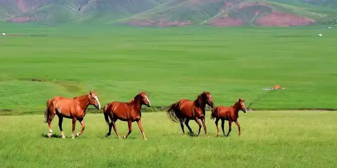 想亲身感受无边无际的草原,麦田,油菜花,蓝天白云,奔腾的骏马,清澈的