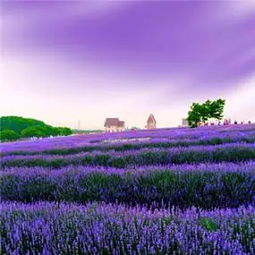 高清头像风景唯美小意境图片疏影横斜水清浅