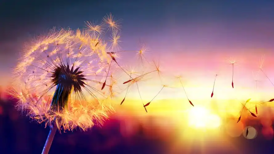 蒲公英,种子,风,夕阳,美丽的自然景观 7680x4320 uhd 8k 高清壁纸