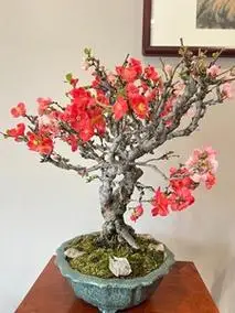 日本东洋锦海棠,出锦双色花,纯属欣赏[送花]