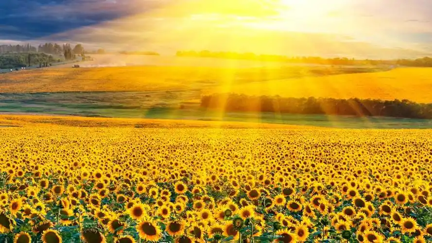 世界上最美的向日葵,高清壁纸图片,鲜花背景-回车桌面