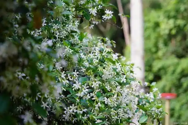 最美不过七里香,七里香是什么植物?其实七里香这种植物非常常见