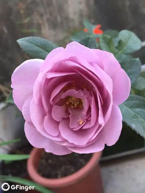 月季·蓝色风暴