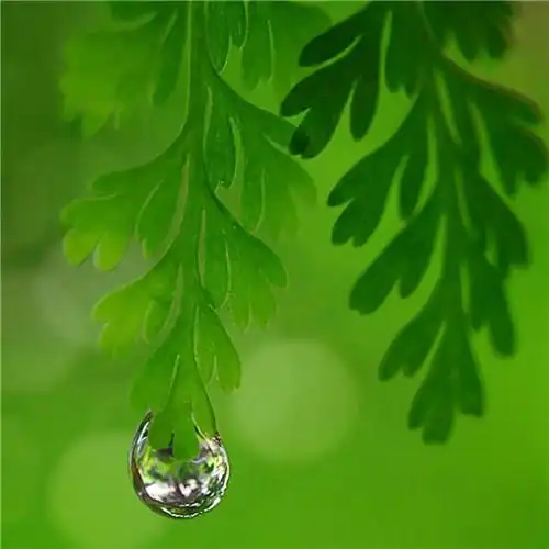 清新绿色树叶头像图片