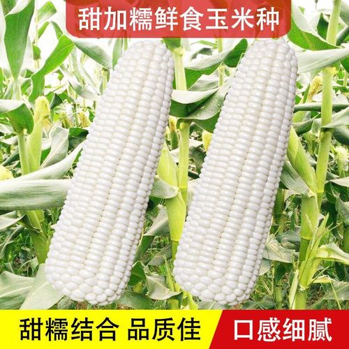 白檽甜玉米种子高产矮杆大棒玉米非转基因杂交新鲜种籽白糯玉米