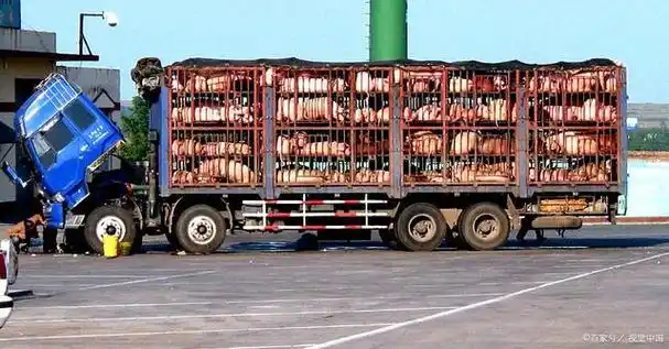 高栏拉猪货车顶半路上多出个老太太,老太太说要跟司机去学养猪