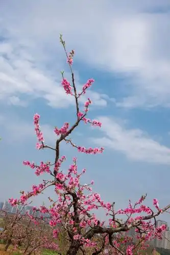 江南三月桃花红 - 美篇