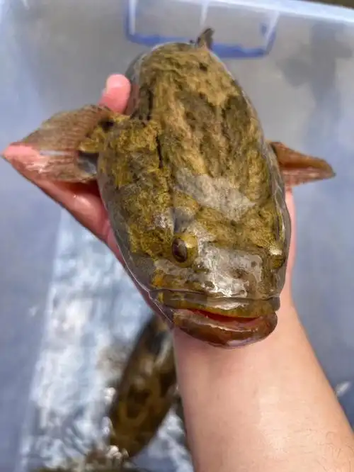 笋壳鱼(呆子鱼)肉质鲜嫩,骨刺少,小孩最喜欢了