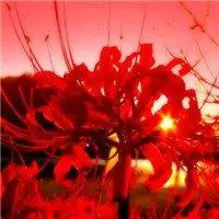 彼岸花古风美女漫画头像点击鼠标右键下载