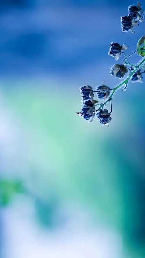 lomo唯美意境,高清图片,手机锁屏桌面-壁纸族