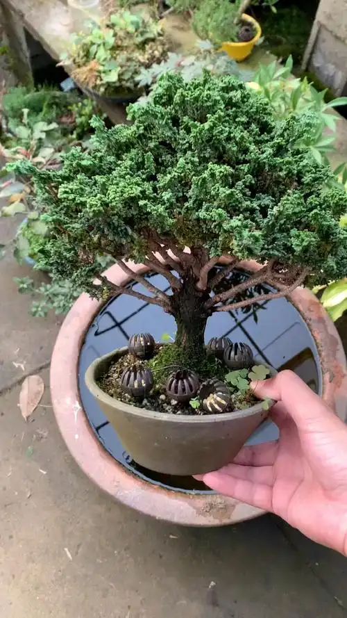 老桩石化桧盆景掌中宝矮霸大树型