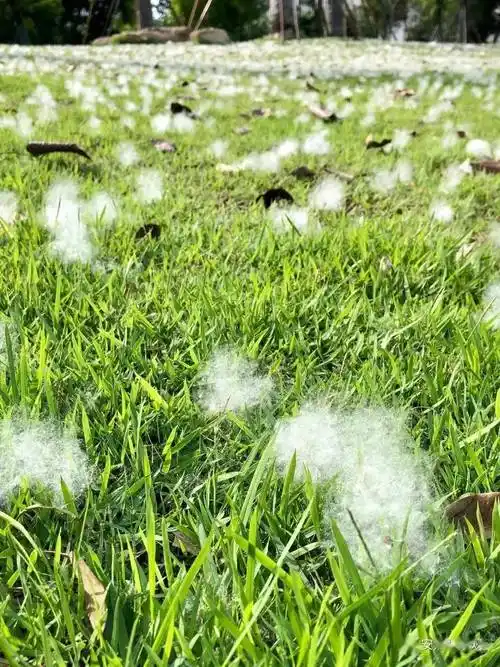 福州竟然"下雪"了!这些人却高兴不起来……_棉絮