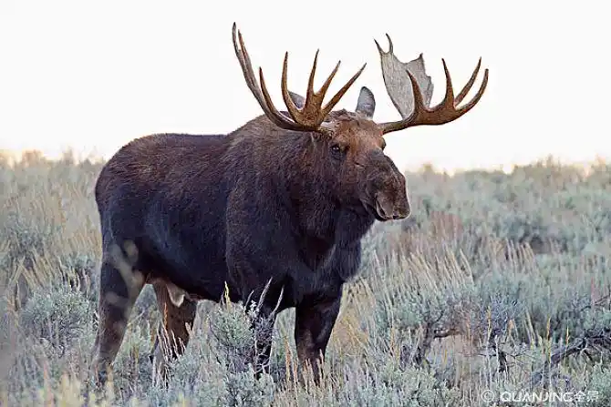 驼鹿图片_图片大全