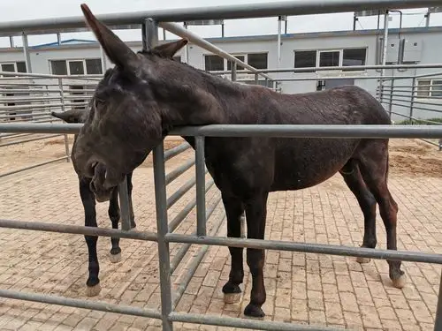 公驴,又称黑驴王子,配种的.体重400斤.