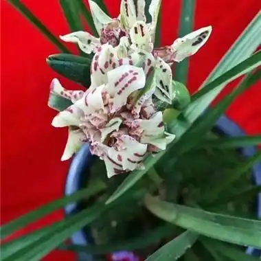 百鸟朝凤2苗带芽 - 中国兰花交易网