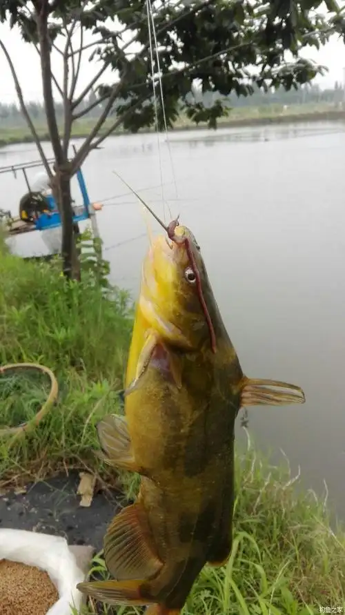 狂拉昂丁鱼 蚯蚓饵料钓黄颡鱼