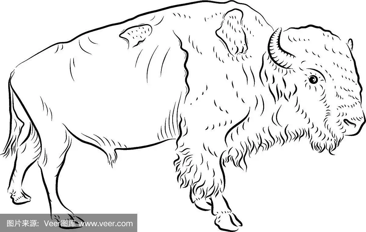 欧洲野牛,艺术,水平画幅,形状,食草动物