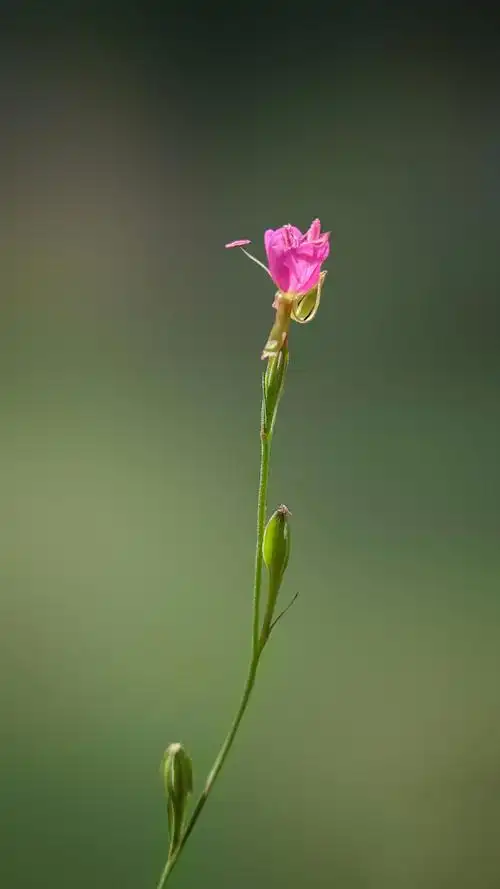 一朵小花的世界