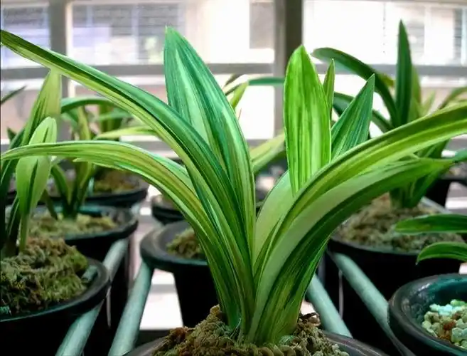 天逸兰花多少钱一盆(价值百万的兰花品种)