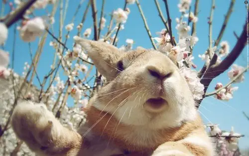 可爱兔子史大力图片,高清图片,电脑桌面-壁纸族