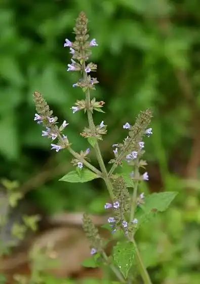 雪见草,别名荔枝草,猪婆草...话说景天为毛不叫菜牙草:活血,消痈肿—