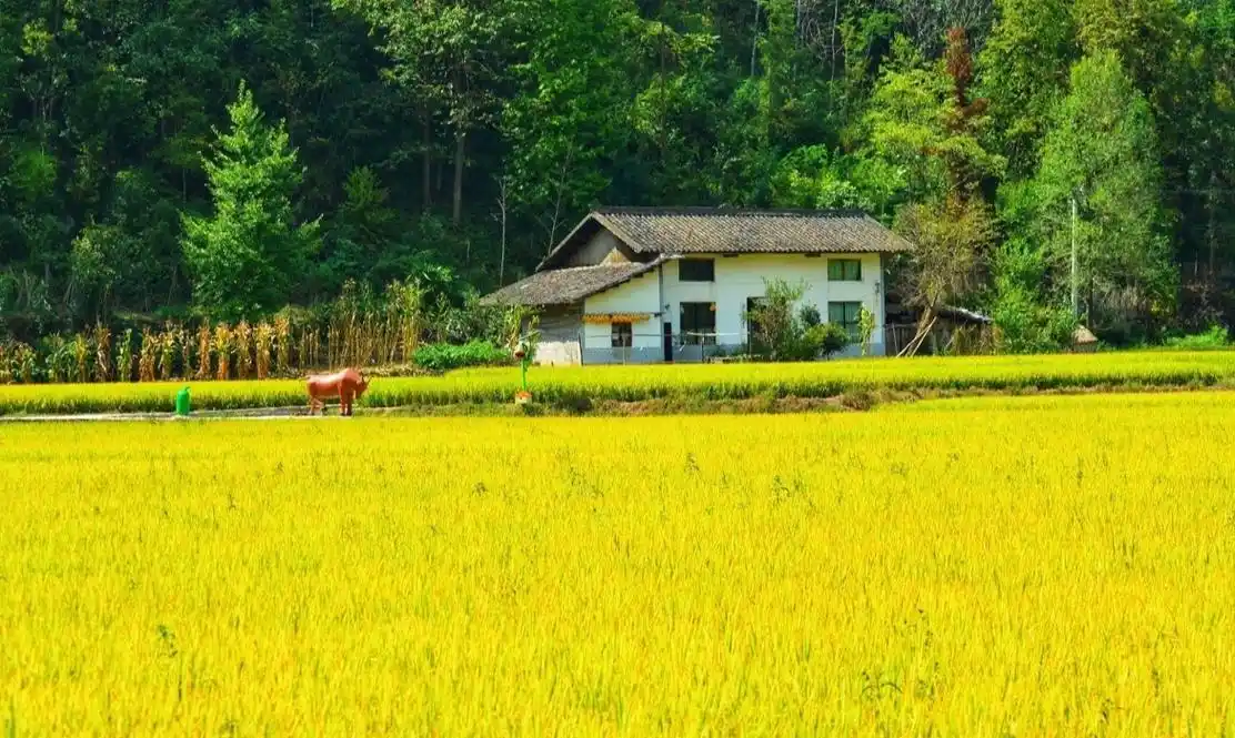 金色稻田千层浪