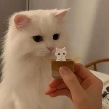 最近超火的超可爱猫咪头像呆萌情侣 微信头像猫咪图片大全可爱