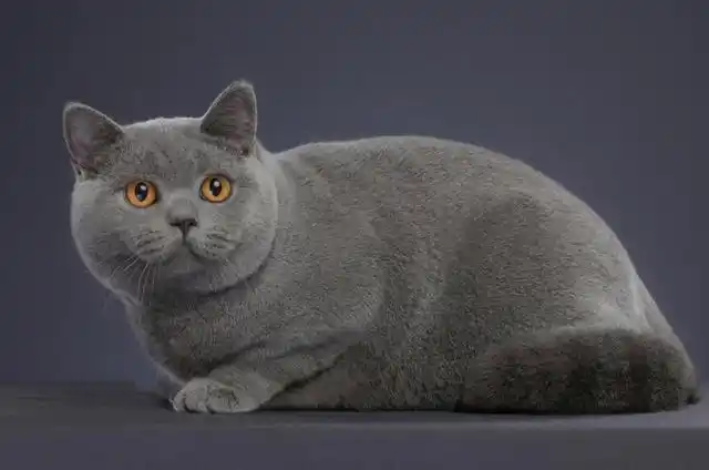 十大最适合新手养的猫