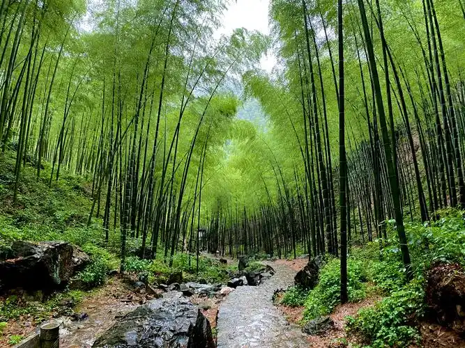 宜兴竹海天然氧吧雨中美景天晴了再去