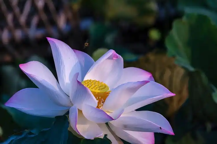 淡雅的荷花图片花朵花卉鲜花荷花莲花