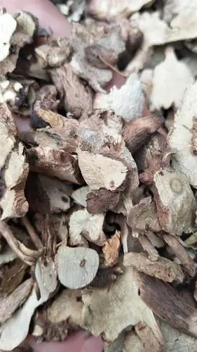 香茶菜根的功效香茶菜根批发