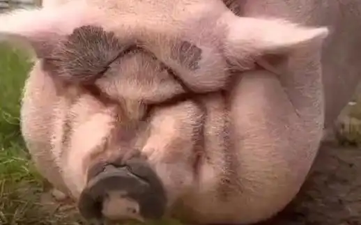 这是世界上最丑的猪吗!