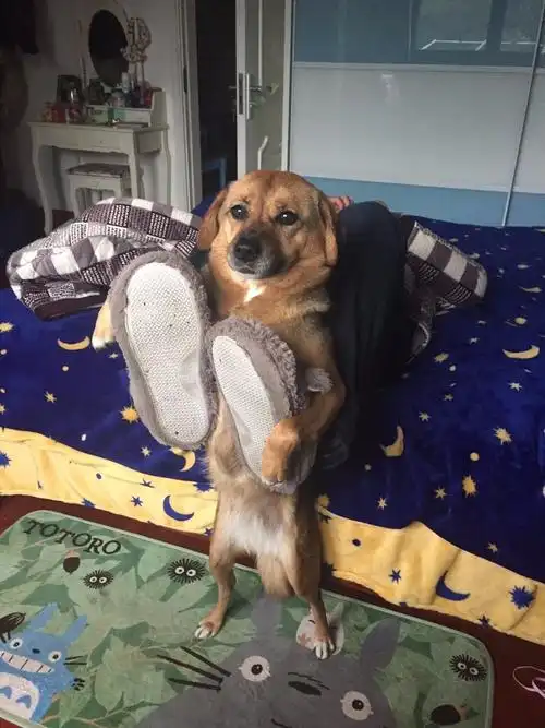 这些狗狗逗比照,看到第一个就笑出了声!