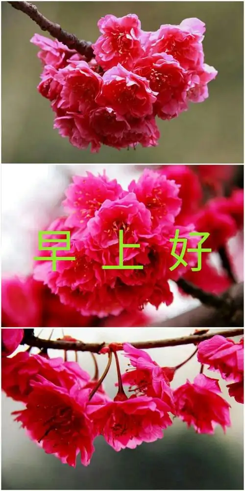 早上好一一一十六集