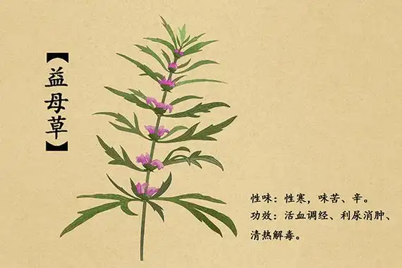 益母草的作用及功效益母草对人体的好处