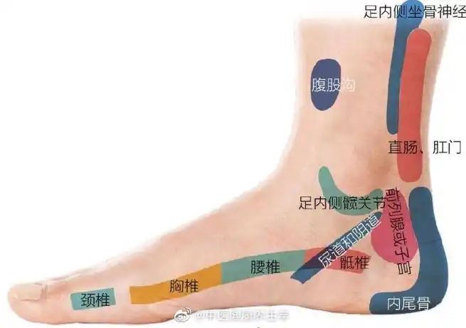 足部反射区图谱||肝,胆囊,升结肠,回盲瓣,盲肠(阑尾)反射区只在右足底