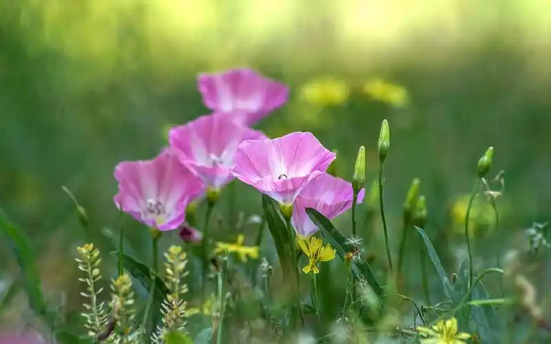小清新迷人的田旋花写真