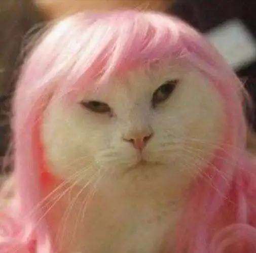 我的日常染粉毛的第一天