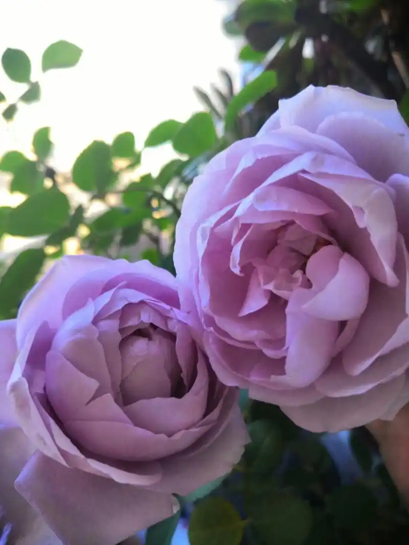 然而,许多人在尝试种植蓝色风暴月季的过程中都遇到了困难.