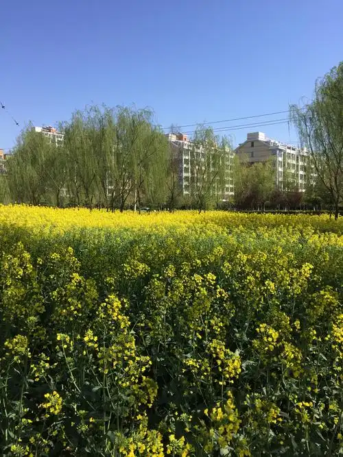 春天处处是风景